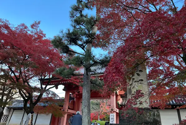 真如堂（真正極楽寺）の写真・動画_image_479101