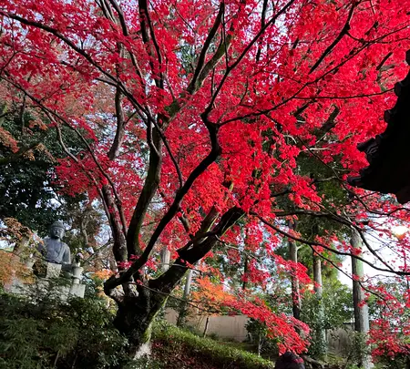 栄摂院の写真・動画_image_479106