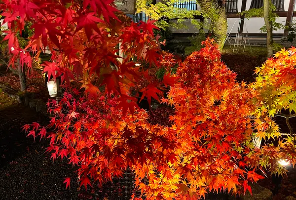 永観堂（禅林寺）の写真・動画_image_479129