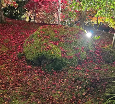永観堂（禅林寺）の写真・動画_image_479130