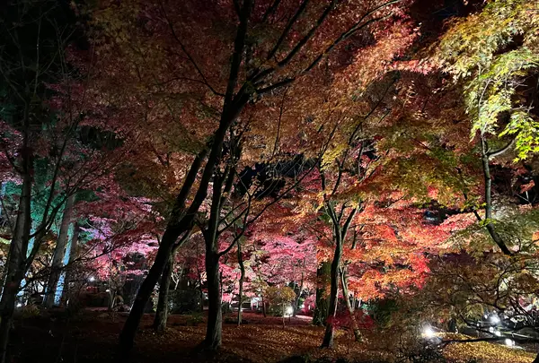 永観堂（禅林寺）の写真・動画_image_479133