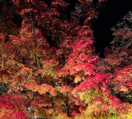 永観堂（禅林寺）の写真・動画_image_479135