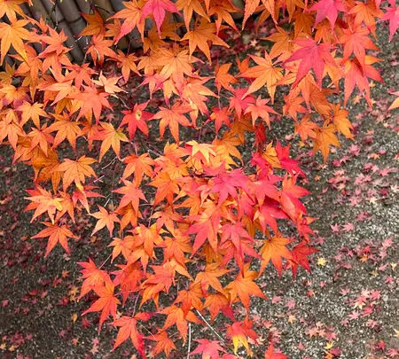 常寂光寺の写真・動画_image_479163