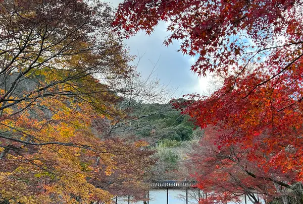 二尊院の写真・動画_image_479172