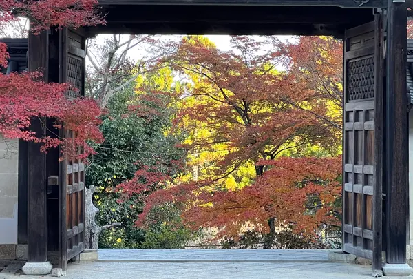 二尊院の写真・動画_image_479173