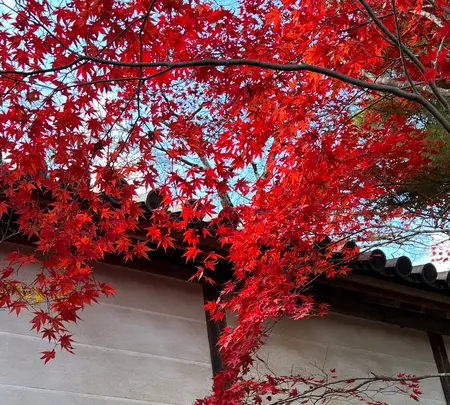 二尊院の写真・動画_image_479176