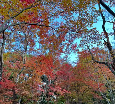 宝筐院の写真・動画_image_479197