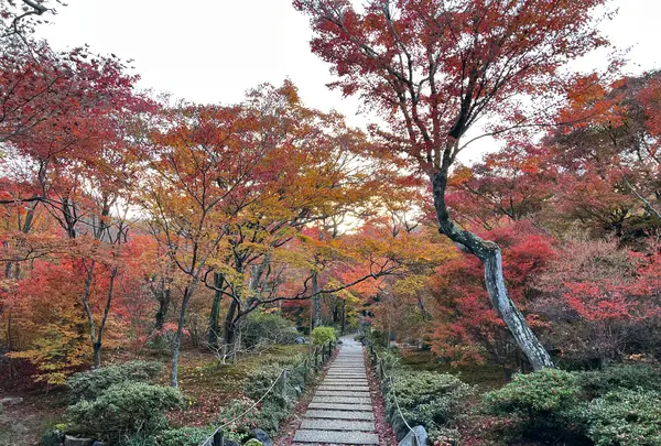 宝筐院の写真・動画_image_479200