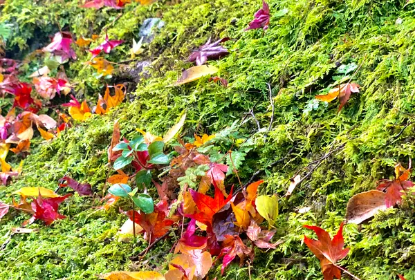 法輪寺の写真・動画_image_479326