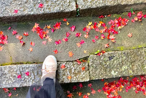 法輪寺の写真・動画_image_479328