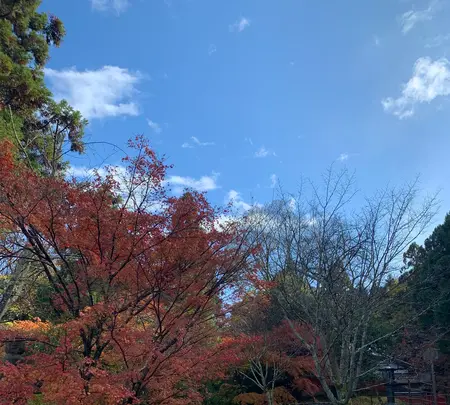 法輪寺の写真・動画_image_479332