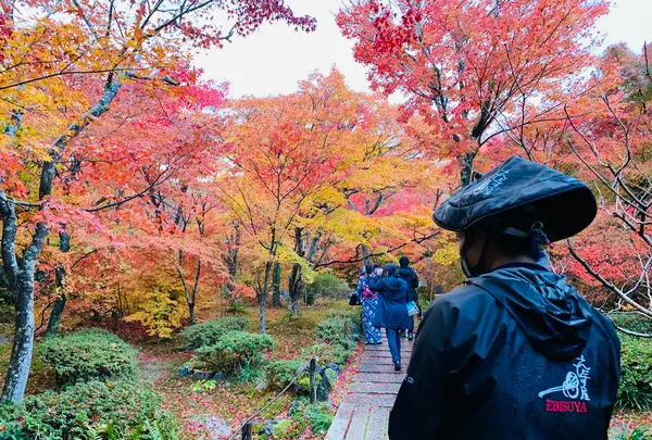 人力車のえびす屋 京都嵐山總本店の写真・動画_image_479372