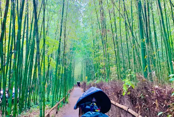 嵐山 竹林の小径の写真・動画_image_479379
