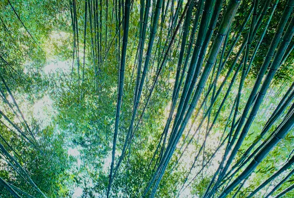 嵐山 竹林の小径の写真・動画_image_479380