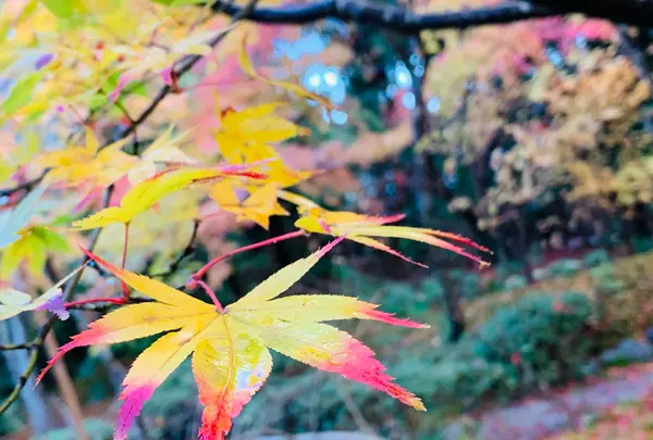 宝筐院の写真・動画_image_479382