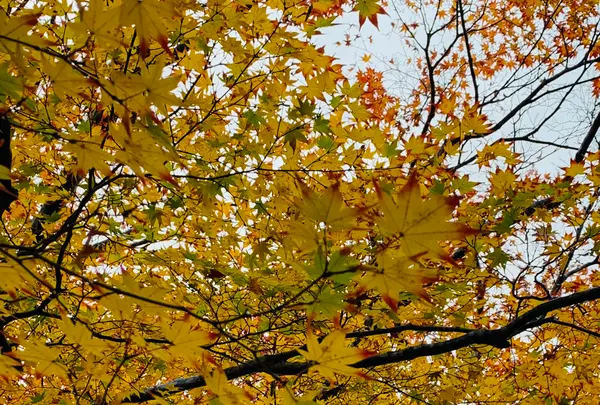 宝筐院の写真・動画_image_479385