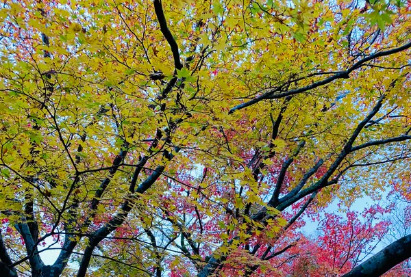 宝筐院の写真・動画_image_479389
