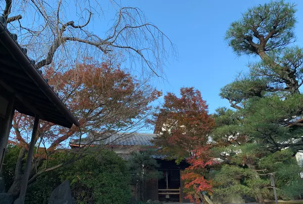 東福寺　光明院の写真・動画_image_479471