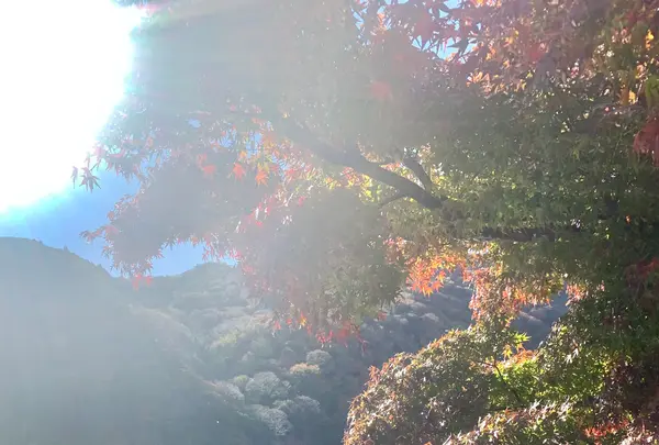 渡月橋の写真・動画_image_479539