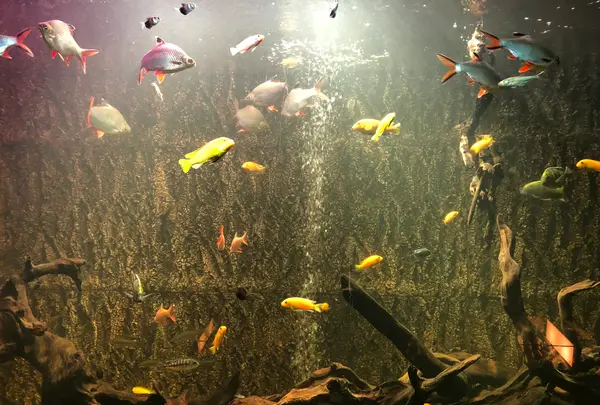 マカオ海事博物館の写真・動画_image_479816