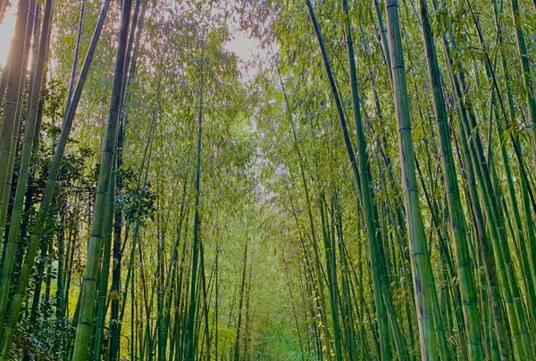 嵐山の写真・動画_image_479960