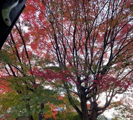 嵐山の写真・動画_image_479965