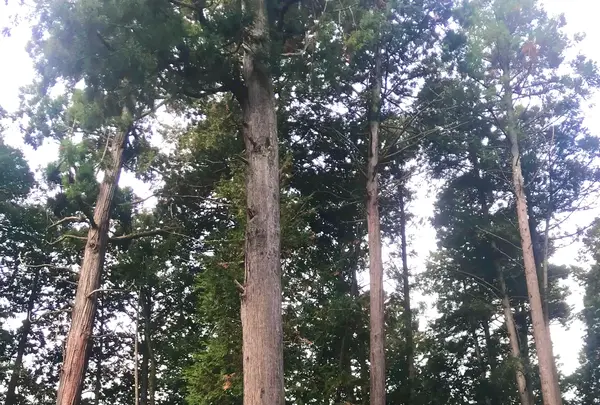 諏訪神社の写真・動画_image_480035