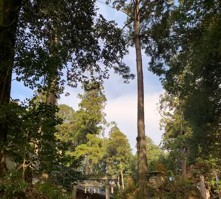 諏訪神社の写真・動画_image_480039