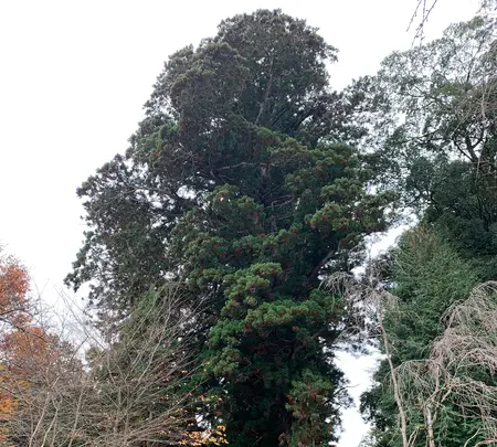 諏訪神社の写真・動画_image_480040
