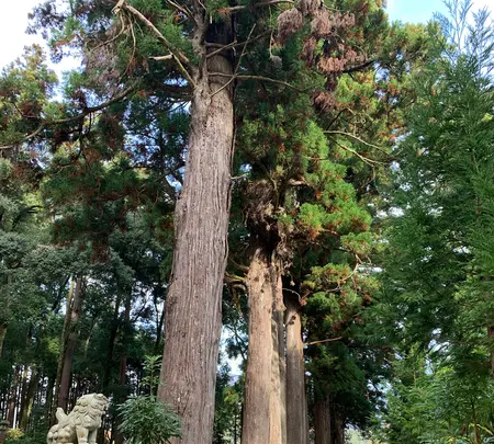 諏訪神社の写真・動画_image_480041