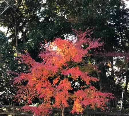 大多喜城の写真・動画_image_480349