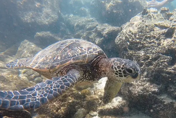 シャークスコーブの写真・動画_image_483575