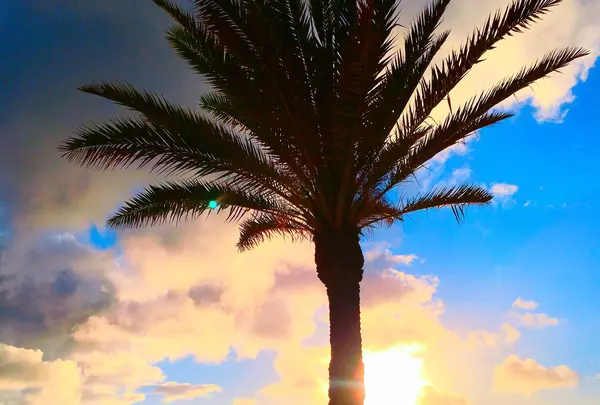 Sunset Beachの写真・動画_image_483581