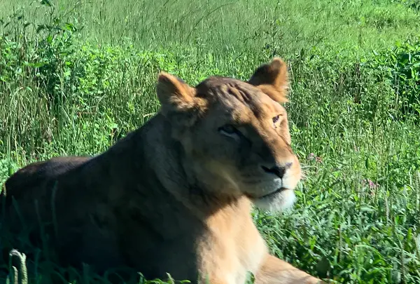 那須サファリパークの写真・動画_image_483617
