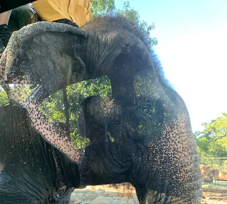 那須サファリパークの写真・動画_image_483618