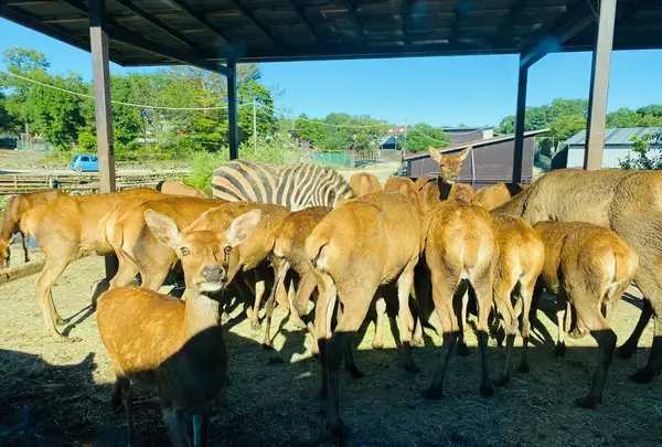 那須サファリパークの写真・動画_image_483619