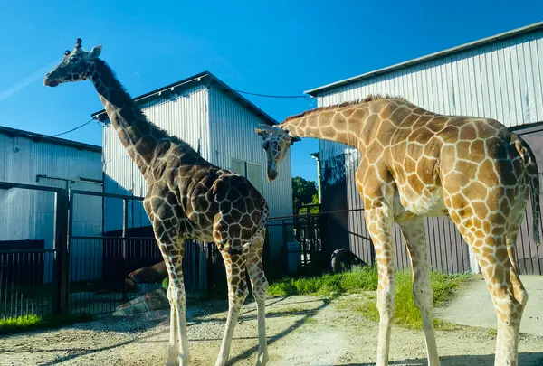 那須サファリパークの写真・動画_image_483620