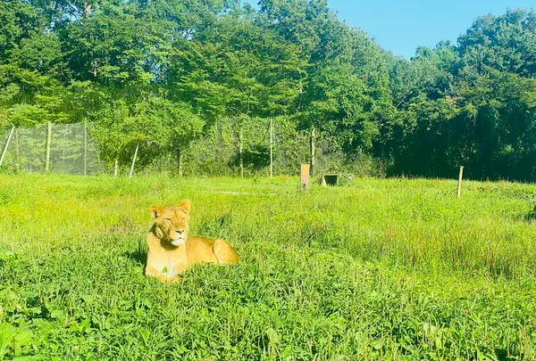 那須サファリパークの写真・動画_image_483622