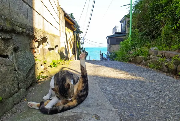 ねこ