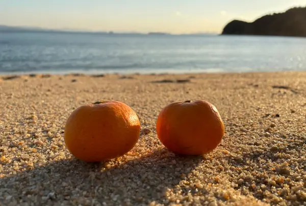 県民の浜の写真・動画_image_484669