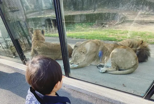 広島市安佐動物公園の写真・動画_image_484787