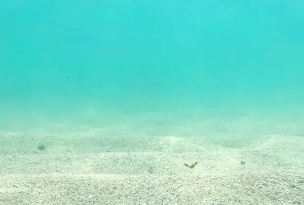 Shelly Beachの写真・動画_image_484830