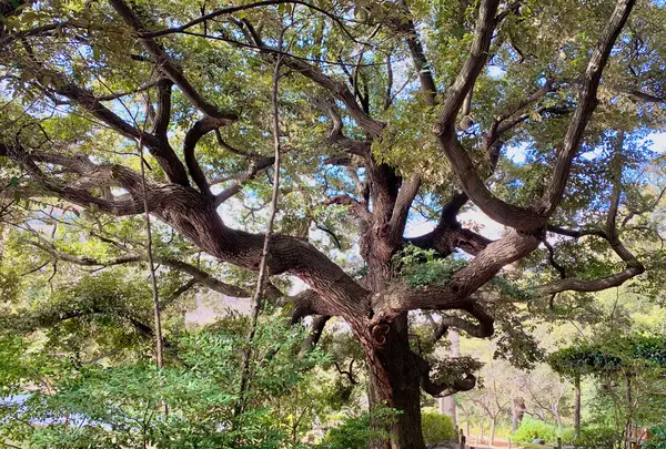 栗林公園の写真・動画_image_484967