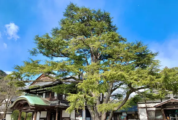栗林公園の写真・動画_image_484970