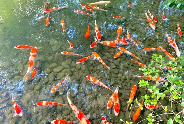 栗林公園の写真・動画_image_484981