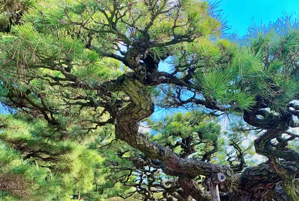 栗林公園の写真・動画_image_484994