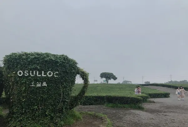 o’sulloc tea museum/オソルロッ ティミュジオム/오설록 티뮤지엄の写真・動画_image_486467