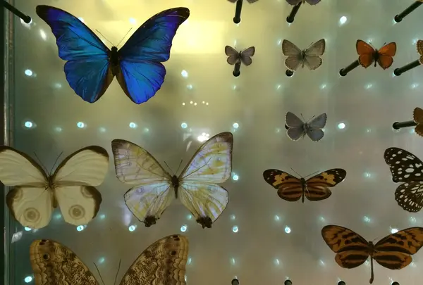 Muséum national d'Histoire naturelle（国立自然史博物館）の写真・動画_image_486568
