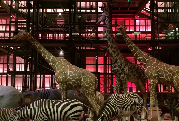 Muséum national d'Histoire naturelle（国立自然史博物館）の写真・動画_image_486569