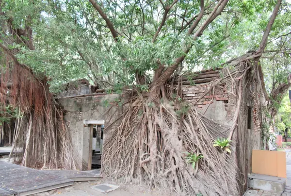 安平樹屋の写真・動画_image_487031